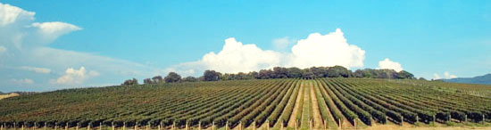 vineyards close to the sea in Bolgheri countryside