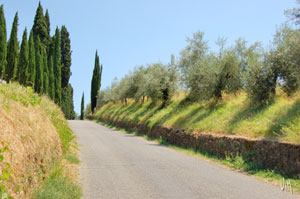 biking lucca countryside